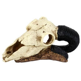 Reptiles-Planet B Rams Schädel Höhle aus Kunstharz für Echsen und Schlangen in Beige und Bunt – Bild 1 von 6