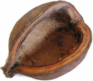 Produktbild von Reptiles Planet Badam-Nuss Schale aus Naturmaterial für Reptilien und Insekten in Braun