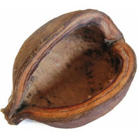 Produktbild von Reptiles Planet Badam-Nuss Schale aus Naturmaterial für Reptilien und Insekten in Braun