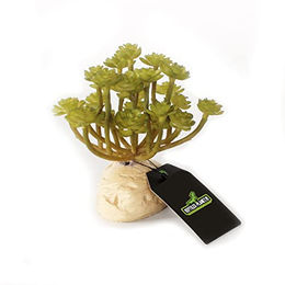 Produktbild von Reptiles Planet Grüne Sukkulente Aeonium 11cm