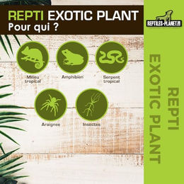 Reptiles Planet Philodendron Liane als Naturmaterial für Reptilien – Bild 1 von 5