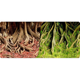 Reptiles Planet Rückwand Poster Amazonian Tree Roots 2-seitig 15 m Rolle 40 cm Höhe – Bild 1 von 8