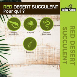 Reptiles-Planet Wüstensukkulente auf Sockel 15cm Rot – Bild 1 von 4