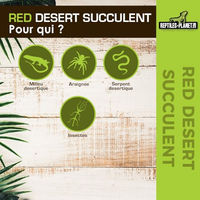 Produktbild von Reptiles-Planet Wüstensukkulente auf Sockel 15cm Rot