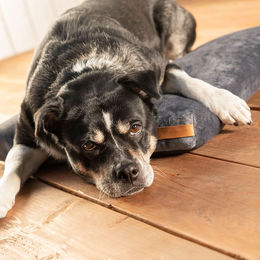 Rexproduct Hundekissen SoftPet Matratze mit Memory Foam in Grau/Natur Größe M – Bild 1 von 4