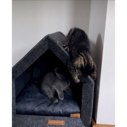 Rexproduct PetHome Hundebett aus Stoff Dunkelgrau Graphit Natur Größe L – Bild 1 von 2