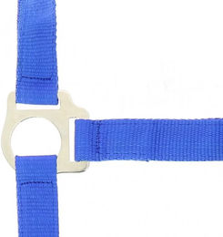 Produktbild von Riding World Club Shetty Halfter aus Kunststoff in Blau