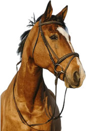 Produktbild von Riding World Kombinierter doppelt gelegter Reitnasenriemen aus Leder in Braun oder Schwarz