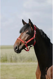Produktbild von Riding World Pferdehalfter Cushion aus Leder für Ponys in Grau