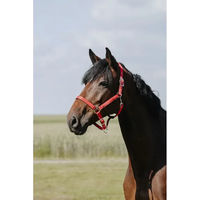 Produktbild von Riding World Pferdehalfter Cushion aus Leder für Ponys in Grau