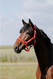 Produktbild von Riding World Pferdehalfter Cushion aus Leder in Rot für Ponys