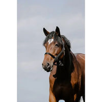 Produktbild von Riding World Pferdehalfter Cushion aus Leder in Schwarz