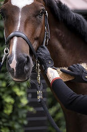 Roeckl Reithandschuhe ROECK-Grip Sommer Handschuhe Anthrazit Größe 9 – Bild 1 von 10