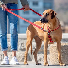 Rogz Beltz Utility Multiline Doppelleine Gurtband Schwarz Größe L – Bild 1 von 7