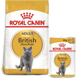 Produktbild von Royal Canin Adult British Shorthair Futterpaket mit Trockenfutter 10kg und Nassfutter in Soße 48x85g - 48 x 85 g