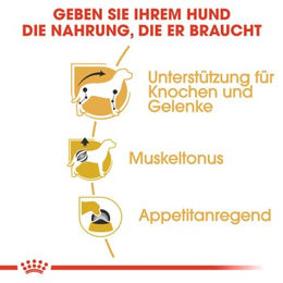 Produktbild von Royal Canin Dachshund Adult Mousse Hundefutter für erwachsene Dackel 12x85 g - 12 x 85 g