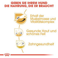 Produktbild von Royal Canin Jack Russell Terrier Adult Hundefutter mit Geflügel 3 kg - 3 kg