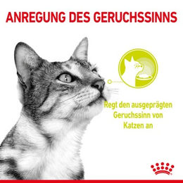 Royal Canin Katzenfutter Adult Fisch Stückchen in Gelee 12x85g - 12 x 85 g – Bild 1 von 2