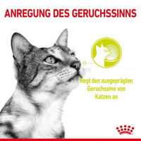Produktbild von Royal Canin Katzenfutter Adult Fisch Stückchen in Gelee 12x85g - 12 x 85 g