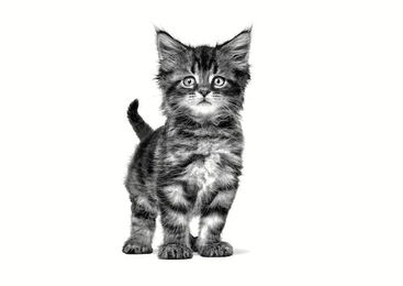 Produktbild von Royal Canin Kitten Gastrointestinal Paté 12 x 195 g - 12 x 195 g