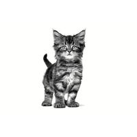 Produktbild von Royal Canin Kitten Gastrointestinal Paté 12 x 195 g - 12 x 195 g