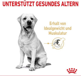 Royal Canin Labrador Retriever Adult 5+ Trockenfutter für große Hunde 3 kg - 3 kg – Bild 1 von 2