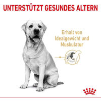 Produktbild von Royal Canin Labrador Retriever Adult 5+ Trockenfutter für große Hunde 3 kg - 3 kg