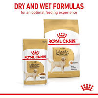 Produktbild von Royal Canin Labrador Retriever Adult Trockenfutter 3kg und Stückchen in Sauce 10x140g