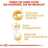 Produktbild von Royal Canin Maine Coon Adult Katzenfutter Stückchen in Soße 48x85 g