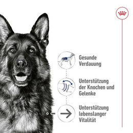 Royal Canin Maxi Ageing 8+ Hundefutter Stückchen in Soße für Senior Hunde 10x140g - 10 x 140 g – Bild 1 von 2