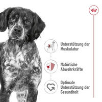 Produktbild von Royal Canin Medium Adult Hundefutter Stückchen in Soße 10x140 g - 10 x 140 g