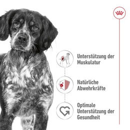 Produktbild von Royal Canin Medium Adult Mousse Hundefutter für erwachsene mittlere Hunde 12x410 g - 12 x 410 g