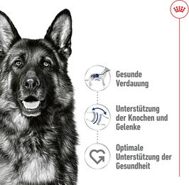 Royal Canin Mousse Feuchtfutter für große Hunde Adult 12 x 410 g - 12 x 410 g – Bild 1 von 4