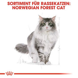 Royal Canin Norwegian Forest Cat Adult Trockenfutter mit Huhn für langhaarige Katzen 2 kg - 2 kg – Bild 1 von 3