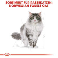 Produktbild von Royal Canin Norwegian Forest Cat Adult Trockenfutter mit Huhn für langhaarige Katzen 2 kg - 2 kg