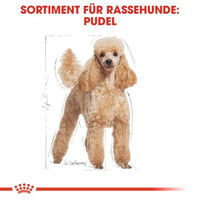Produktbild von Royal Canin Poodle Adult Hundefutter Stückchen in Soße für Haut und Fell 12x85 g - 12 x 85 g