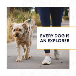 Ruffwear Chain Reaction Hundehalsband Erziehungshalsband Blue Pool Größe S 28-36 cm – Bild 1 von 7