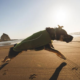 Ruffwear Climate Changer Hundeweste Winterjacke für Hunde in Grau oder Grün Größe M – Bild 1 von 4