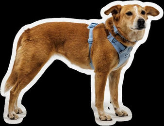Ruffwear Front Range Flex Harness Hundegeschirr Blau aus Polyester für erwachsene Hunde – Bild 1 von 4