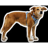 Produktbild von Ruffwear Front Range Flex Harness Hundegeschirr Blau aus Polyester für erwachsene Hunde