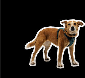 Ruffwear Front Range Flex Harness Hundegeschirr für erwachsene Hunde aus Polyester – Bild 1 von 3