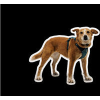 Produktbild von Ruffwear Front Range Flex Harness Hundegeschirr für erwachsene Hunde aus Polyester