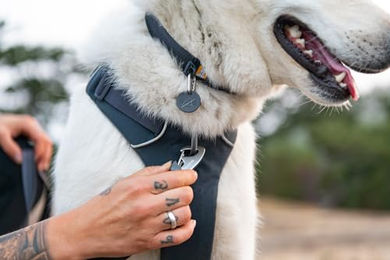 Ruffwear Front Range Hundehalsband aus Tubelok-Gewebe mit Aluminium-Leinenbefestigung Huckleberry Blue Größe L 51-66cm - 1 Stk. – Bild 1 von 2