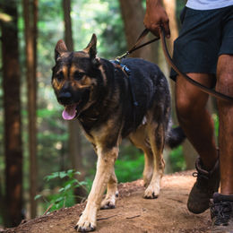 Ruffwear Front Range Leine Moonlight Fade 1,5 m – Bild 1 von 5