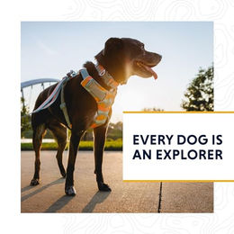 Ruffwear Hundeleine Front Range Blau – Bild 1 von 4