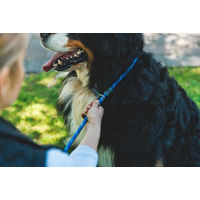 Produktbild von Ruffwear Just-a-Cinch 2-in-1 Hundeleine und Hundehalsband Fireweed Pink 1,5 m