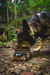 Ruffwear Quencher Reisenapf für Hunde Spring Mountains aus Silikon Bunt Größe M – Bild 1 von 8