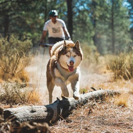 Ruffwear Swamp Cooler Kühlweste für Hunde Grau XL – Bild 1 von 6