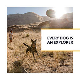 Ruffwear Switchbak Sportgeschirr für kleine Hunde in Granite Grey Größe S – Bild 1 von 2