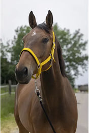 Produktbild von Satiniertes Pferdehalfter Norton